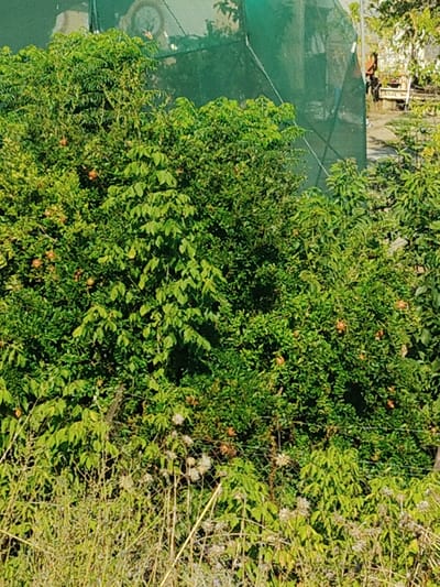 In Larissa, Greece, a dense green bush, possibly a pomegranate tree due to the visible small, round, reddish fruits, dominates the foreground and middle ground of the image. The foliage is thick and leafy, with some branches and fruits interspersed. Behind the bush, a green mesh netting is visible, partially obscuring a structure. To the right of the bush, a pathway or open area is visible, with some lighter-colored objects and structures in the background, suggesting a garden or yard setting. The ground in the foreground is covered with dry, light-colored grasses and some scattered dried seed heads. The lighting suggests it is daytime.