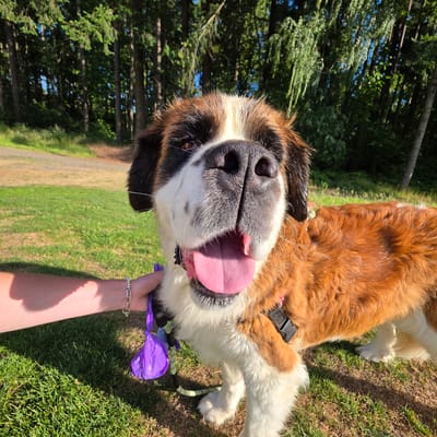 In Portland, Oregon, a close-up shot captures a St. Bernard dog with wet fur, panting with its tongue out, in a grassy area with trees in the background. A person's arm and hand are visible on the left, holding a purple plastic bag containing dog waste. The dog appears to be wearing a black harness.