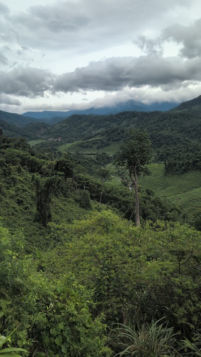This is a vertical, medium-shot, landscape photograph of a lush, mountainous region in Trường Sơn Commune, Vietnam. The foreground is dominated by dense, green foliage and bushes, with a few taller plants and blades of grass visible at the bottom edge.
Beyond the immediate foreground, the landscape opens up to reveal rolling hills covered in a thick carpet of vegetation. The trees are a deep green, with varying textures indicating different types of plant life and possibly some terraced cultivation in the middle ground. A prominent, tall tree with a relatively bare trunk stands out in the mid-ground, its canopy reaching towards the sky.
In the distance, successive layers of mountains recede into the horizon, their peaks partially obscured by swirling, dark gray clouds. The sky itself is overcast, with thick cloud cover that creates a diffused, subdued light, casting a muted tone over the entire scene. There are no people or animals visible in the photograph. The overall impression is one of untouched, natural beauty and a vast, verdant wilderness.