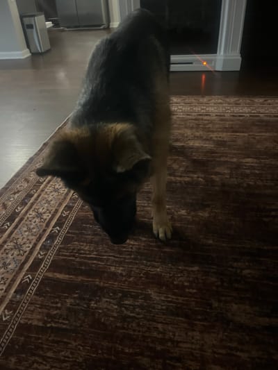 In Jacksonville, Florida, a German Shepherd dog is captured in a low-angle shot, with its head bowed as if sniffing the ground. The dog is positioned on a patterned rug in a dimly lit room. To the left, a stainless steel trash can stands near a wooden floor. In the background, a fireplace with white trim is visible, and a red laser pointer dot is illuminated on the baseboard, reflecting onto the floor.