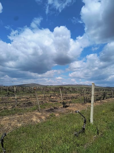 The image depicts a vineyard located in Madrino, Bulgaria. The vineyard rows run horizontally across the frame, with dormant vines supported by posts and wires. Green grass and brown, dry vegetation are visible between the rows. A bright blue sky with scattered white and grey clouds fills the upper portion of the image. No people or animals are visible in the scene.