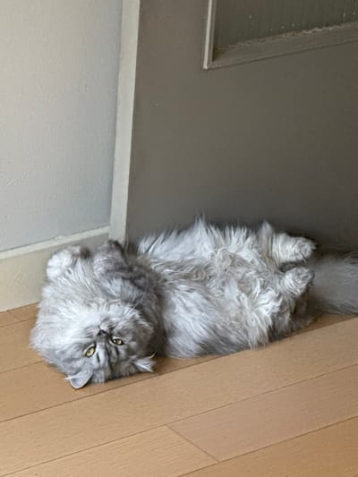 This image captures an indoor scene within a residential location in Sint-Niklaas, Belgium. A long-haired cat, characterized by dense, predominantly light grey and silver fur, is positioned supine on a light brown hardwood floor. Its four paws are curled upwards towards its body. The cat's head is slightly rotated to its left, with its flat face and open yellow eyes directed towards the viewer. The background consists of a light grey wall on the left, forming a corner with a darker grey vertical panel, likely a door frame or cabinet side, on the right. A partial view of a small framed object or window recess is discernible in the upper right quadrant of the image.