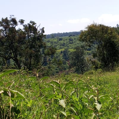 The image presents a landscape in Ihururu, Kenya, showcasing a view across a lush, green valley. The foreground is dominated by dense, tall grasses and herbaceous plants. Two mature trees flank the left and right sides of the image, their branches reaching into the sky. In the midground, a densely vegetated hillside rises, covered with a variety of trees and shrubs. The sky is partially visible, with a light blue hue and a few scattered clouds. There are no people visible in the image. The focus is primarily on the natural environment.