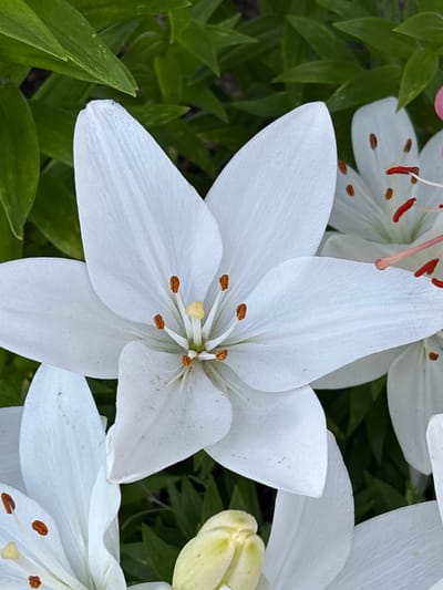 A close-up, eye-level shot captures several white lily flowers and green foliage. The dominant subject is a large, fully bloomed white lily flower in the center, its delicate petals fanning out. Inside the flower, its stamen are visible, tipped with orange anthers. To the right and bottom of the frame, other white lily blossoms are partially visible, some appearing to be in bud or less open. The background consists of lush, out-of-focus green leaves, suggesting a garden setting. The lighting is natural, casting soft shadows and highlighting the textures of the petals. There is no indication of the specific location within Ворошиловка, Kazakhstan.