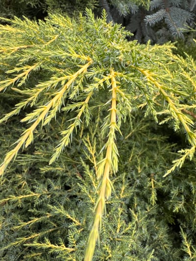 The image displays a close-up, eye-level view of the foliage of a coniferous plant, likely a juniper, exhibiting a variegated coloration with bright yellow-green branches and needles interspersed with darker green. The plant is dense, with numerous small, pointed needles arranged along thin, elongated branches. The lighting suggests it is daytime, possibly overcast, as there are no harsh shadows. The background consists of more of the same type of foliage, creating a textured, natural environment. No people, animals, or man-made structures are visible. The scene is likely outdoors. The location is stated to be Davydovka, Ukraine.