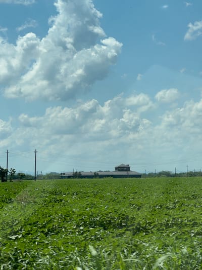 The image depicts a wide, green agricultural field under a bright blue sky with scattered white clouds. In the background, there are several buildings and power lines visible across the horizon. The field appears to be planted with a uniform crop, possibly soybeans or a similar plant, with the tops of the plants reaching a moderate height. The overall scene is rural and appears to be a sunny day. The location is Belozyorny, Russia.