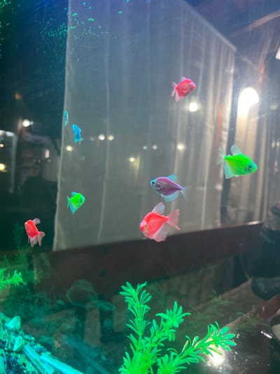 The image depicts an aquarium with several brightly colored fish swimming inside. The fish are various shades of green, pink, red, blue, and purple, appearing to be GloFish tetras. The tank contains artificial green plants. The lighting is bright, reflecting off the water surface. The background is dark and blurry. There is no indication of the location or any connection to Marino pole, Bulgaria.