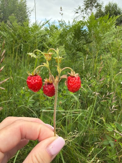 A hand with light skin and pale pink nail polish is holding a stem with three wild strawberries. The strawberries are red and bumpy with visible seeds. Behind the strawberries and hand is a field of green grass and ferns. In the background, there are trees and a cloudy sky. The scene appears to be outdoors in a natural, rural setting, possibly in or around Kerro, Russia. There are no other people visible in the image. The focus is on the hand and the strawberries.