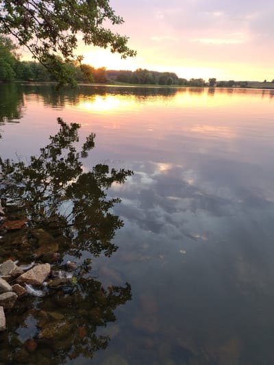This image depicts a tranquil sunset over a body of water, likely a pond or small lake, located in or near the village of Kestřany, Czechia. The sky is a gradient of soft purples, pinks, and yellows, with the sun's warm glow reflecting brilliantly on the water's surface. A tree branch with green leaves extends into the frame from the upper left, casting a dark, intricate reflection onto the water below. The shoreline in the foreground is rocky, with scattered white feathers resting among the stones, suggesting a natural, undisturbed habitat. The water itself is calm, with subtle ripples creating a mirror-like effect that captures the sky and surrounding trees. The overall scene is one of natural beauty and peacefulness, typical of a rural Czech landscape at dusk.