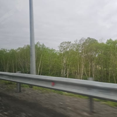 The image shows a forest of birch trees with their characteristic white bark, viewed from a moving vehicle. The trees are dense and tall, with a canopy of bright green leaves that suggest it is spring or early summer. The sky is overcast and a light gray, indicating a cloudy day. In the foreground, a metal guardrail runs horizontally across the image, its surface showing some reflections and a small red marker. The ground beneath the guardrail is a mixture of dirt and sparse green vegetation. A tall, thin metal pole, likely a light pole or signpost, is visible to the left of the trees. The overall impression is a roadside view of a natural landscape. The location is identified as the city of Svetly, Russia.