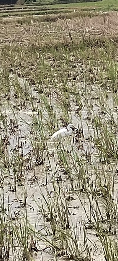 A white egret stands in a flooded rice paddy field. The bird is facing left, with its head bent down as if foraging. The field is covered with shallow water and tall green reeds. In the background, a dry, harvested rice field can be seen, with rows of stubble. The sky is not visible in the frame.