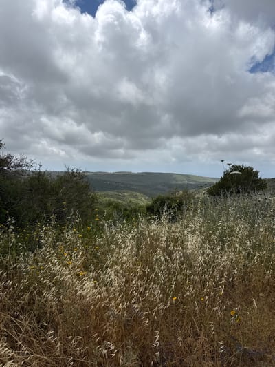 A landscape shot in Nesher, Israel, depicts a grassy field on the right side of the frame, sloping downward. Interspersed with the dry grass are small yellow flowers. A line of shrubbery separates the field from a distant, undulating green landscape. Above this line, a cloudy sky dominates the left half of the image, with patches of blue visible.