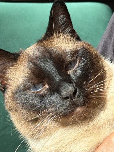 This is a close-up, overhead shot of a Siamese cat's face, taken in Kerro, Russia. The cat is positioned upside down relative to the viewer, with its face tilted to the left. The fur is a mix of cream, brown, and black, characteristic of the breed. The cat's blue eyes are visible, slightly squinted, and appear to be reflecting the light. Its whiskers are long and white, fanning out from its muzzle. The background is a solid, muted green surface, likely a piece of furniture or fabric, with a dark gray object at the top left, possibly clothing. The lighting suggests it is daytime, with sunlight casting shadows and highlighting the texture of the fur. There is no visible text. The overall impression is one of a relaxed, possibly sleepy cat.