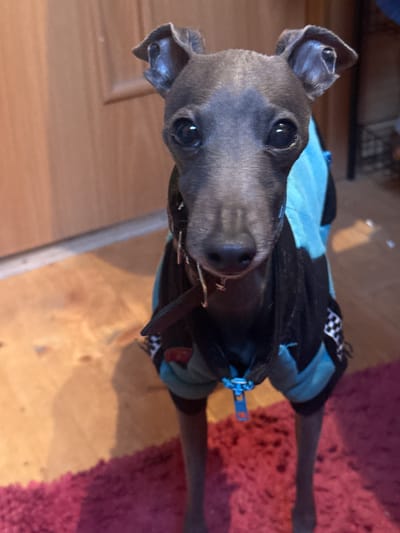 A grey Italian Greyhound stands indoors, facing the camera directly. The dog is wearing a blue and black dog coat with a checkered pattern on the sleeve. A brown collar is visible around its neck. The background includes a wooden door on the left and a reddish rug on the bottom right. The lighting suggests an indoor setting. There is no indication of Lyady, Russia in the image.