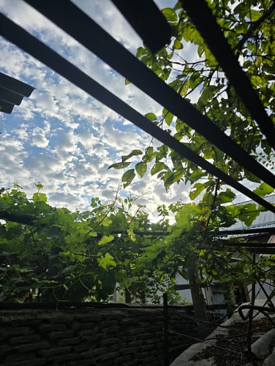 A low-angle, outdoor, full shot shows a cloudy sky peeking through a dark metal pergola structure covered in lush green grapevines. The sky, visible between the dark, horizontal beams of the pergola, is a vibrant blue dotted with numerous white, fluffy cumulus clouds. Sunlight filters through the leaves and the clouds, creating bright spots and dappled lighting on the foliage. The grapevines are dense and healthy, with large, lobed leaves and thin tendrils.
Beneath the vines, a stone wall constructed from rough, irregularly shaped grey stones forms the lower foreground. Behind the wall and vines, hints of a dwelling or outbuilding are visible, including a corrugated metal roof on the left and a lighter-colored wall with a doorway or window further back on the right. The overall scene suggests a backyard or garden area in a residential setting, likely during the daytime with fair weather. The image is static and captures a natural outdoor environment. No people or animals are present.