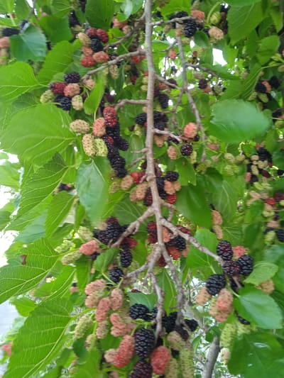 A close-up, low-angle outdoor shot captures a dense cluster of ripe and unripe mulberries hanging from branches of a mulberry tree. The mulberries are varied in color, ranging from deep black to red, pink, and light green, and are clustered together along the branches. Large, vibrant green leaves of the tree are interspersed throughout the frame, some partially obscuring the fruit. The background is a soft blur of green foliage and hints of a bright sky. The image appears to be taken in Saky, Ukraine, a detail not visible within the frame itself. There are no people or animals present in the image.