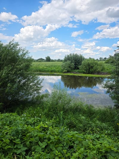 This is a vertical, eye-level shot of a calm river bank on a bright, partly cloudy day. The foreground is dominated by lush green foliage, including broad-leafed plants and tall grasses. A dense weeping willow tree with long, drooping branches is prominent on the left side of the frame, partially obscuring the river.

The river itself is dark and reflective, mirroring the bright blue sky and scattered white clouds. Patches of algae or aquatic plants are visible on the surface of the water. In the mid-ground, the riverbank is lined with more green vegetation and small trees. Beyond the river, a wide, flat, green field stretches to the horizon, dotted with scattered trees and bushes. The sky above is a vibrant blue with fluffy white cumulus clouds.

The scene depicts a natural, riparian environment, likely in or near the city of Chernoyarka, Kazakhstan, given the prompt's context. There are no people or animals visible. The overall impression is one of a peaceful, natural landscape.
