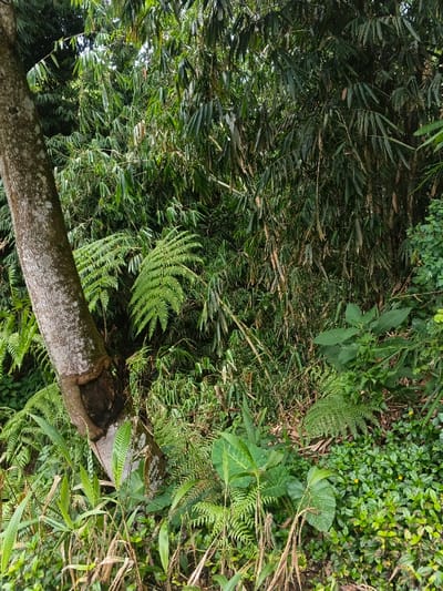 The image displays a dense, verdant natural environment located in Bình Hải, Vietnam. The scene is dominated by a variety of lush green foliage under natural, diffused daylight.
In the left foreground, a substantial tree trunk with light gray-brown, textured bark extends diagonally from the lower-left upward. Approximately one-third of the way up from its base, an irregular, dark brown cavity or depression is visible on its right side. Surrounding the base of this tree and extending into the midground are numerous large, vibrant green fern fronds with intricate pinnate leaf structures.
The upper and central portions of the image, as well as the right side, are densely populated with bamboo, characterized by numerous slender, upright stalks and abundant elongated, medium-green leaves. Interspersed among the bamboo and ferns is a diverse array of other green broad-leafed plants and dense ground cover. In the lower right quadrant, small-leafed plants form a thick carpet, with a few tiny yellow blossoms discernible. No individuals, animals, or man-made structures are present within the depicted area.