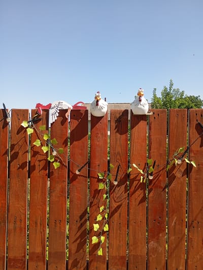 A wooden fence with a distressed reddish-brown finish runs horizontally across the frame, dividing the scene into sky and ground. The fence is made of vertical planks of varying widths, some showing a natural wood grain and others appearing more weathered.
Perched on top of the fence are three decorative chicken figures. The chicken on the far left is a flat, white cutout with black and red accents, appearing to be in mid-stride with its wings spread. To its right sits a plump, white ceramic chicken with a yellow beak and red comb, facing forward. Another similar ceramic chicken is positioned to the right of the first, also facing forward.
Draped across the fence and hanging down between the planks is a string of small, black lights with clear bulb covers, interspersed with artificial green ivy leaves. The lights are not illuminated. The shadows cast by the fence and the decorations suggest the sun is high in the sky.
The background above the fence is a clear, pale blue sky, hinting at a sunny day. In the distance, behind the fence, hints of a rooftop and green foliage from trees and bushes are visible. The overall setting appears to be an outdoor area, likely a garden or backyard, in Karagash, Moldova, given the provided location context. The scene evokes a cheerful and slightly whimsical outdoor ambiance. There is no visible text in the image.