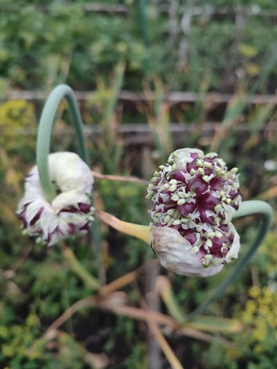 The image shows a close-up, vertical shot of two garlic scapes in a garden. The scapes are curly and green, with the flower heads at the ends. One scape on the left is mostly white with hints of purple and green. The scape on the right is more open, revealing a dense cluster of small purple buds and pale green florets. The background is a blur of green foliage and some wooden structures, suggesting an outdoor setting, likely a garden. There is no indication of Il'bukhtino, Russia in the image itself.