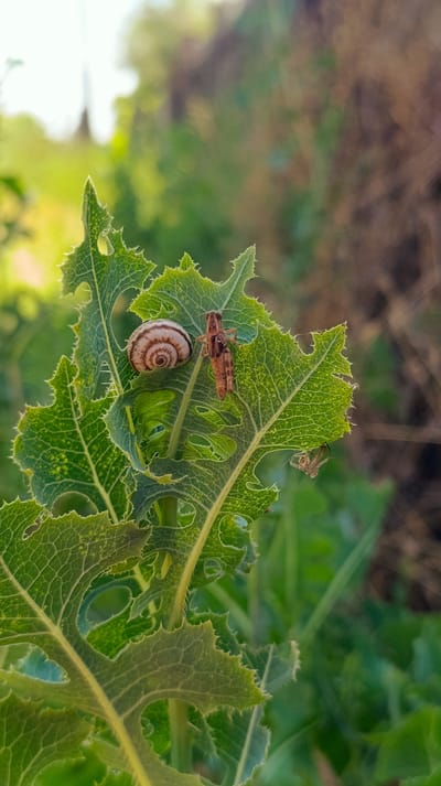 In Chinaz, Uzbekistan, a close-up shot captures a terrestrial snail and a grasshopper resting on a jagged, green leaf. The snail, positioned on the left side of the leaf, exhibits a spiral shell with brown and white bands. Adjacent to it, on the right, is a brown grasshopper. The leaf is part of a plant with serrated edges and a network of visible veins. The background is blurred, showcasing soft green foliage and a muted brown, possibly dried vegetation, suggesting an outdoor, natural environment. The lighting appears to be natural, casting soft shadows and highlighting the textures of the leaf and insects.