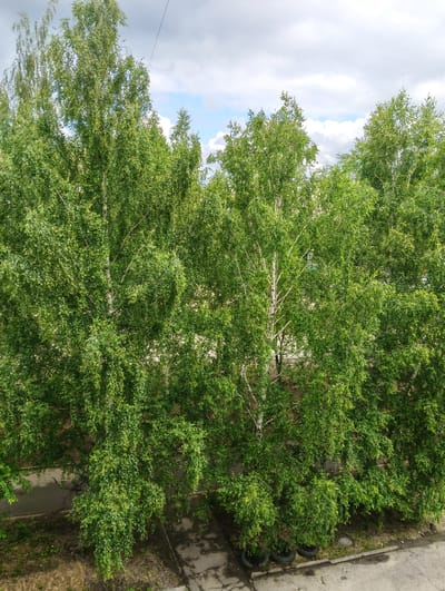 This is an eye-level, medium shot of a row of lush green birch trees with white bark, set against a cloudy sky. The trees are densely packed, with their leaves creating a vibrant canopy. The lower part of the image reveals a concrete area with patches of grass, asphalt, and a few discarded tires, suggesting an urban or semi-urban environment. The scene appears to be a residential area or a park within the city of Verkhnyaya Salda, Russia, likely captured during daytime under overcast conditions. There are no people visible in the image.
