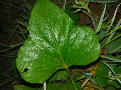 The scene is located in the city of Banteay Srei, Cambodia. A single, prominent, glossy green leaf, approximately cordate to broadly ovate in shape, occupies the majority of the foreground. The leaf exhibits visible venation and an irregular, crescent-shaped tear or hole on its lower-left edge. Numerous minute, diffuse white specks are scattered across its hydrated surface, which reflects light. A reddish-brown petiole extends from the leaf's base. The background consists of out-of-focus, dark green vegetation, including thin blades of grass, and indistinct brownish-green organic matter. No human subjects, animals, or active interactions are visible.