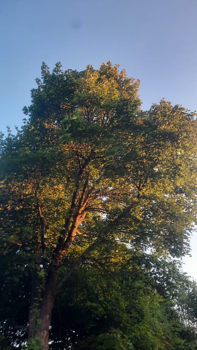A low-angle, vertical, full-shot captures a large, leafy tree against a clear, pale blue sky. The tree's thick, brown trunk occupies the lower left portion of the frame, with its branches reaching outwards and upwards, covered in dense green foliage. Golden sunlight illuminates the upper portions of the leaves, creating a warm glow and highlighting the texture of the canopy. The sky is a uniform, soft blue, with a slight gradient lighter towards the horizon. A faint, dark, circular smudge is visible in the upper left quadrant of the sky. No people or animals are present in the image. The scene is likely an outdoor environment, such as a park or a residential area, within the Славенскі сельскі Савет, Belarus.