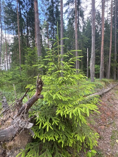 The media file depicts a sunlit forest scene, likely in Belarus, with a focus on a young evergreen tree in the foreground. The tree is vibrant green and lush, with new growth appearing at the tips of its branches. Behind it, a dense forest of mature pine trees stretches into the background, their tall, slender trunks creating a vertical pattern against the bright, overcast sky. The ground is covered in fallen pine needles and some undergrowth, with a partially decayed, fallen tree trunk visible in the lower right corner. The overall impression is one of a natural, peaceful forest environment. The lighting suggests it is daytime, possibly late morning or early afternoon, and the sky appears bright, indicating fair weather. There is no visible text in the media file.