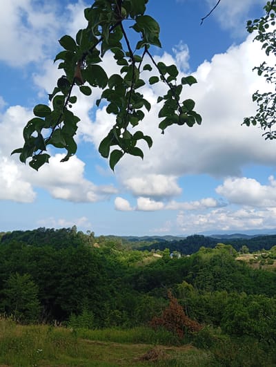 A vertical shot captures a lush, green landscape under a partly cloudy blue sky. In the foreground, a branch with dark green leaves and a few small, unripe fruits hangs from the top edge of the frame, obscuring the sky. The leaves have visible damage, with some holes and ragged edges. Below the branch, a rolling hillside is densely covered in various shades of green trees, creating a textured and layered effect. The trees are thick and varied, with some appearing taller and more mature than others. In the mid-ground, glimpses of man-made structures, possibly houses with blue and red roofs, are visible amidst the trees on a distant hill. The background features a series of undulating hills or mountains, fading into a hazy blue horizon. The overall impression is one of a verdant, natural environment, possibly a rural or mountainous area, with a sense of depth and expanse. The image is devoid of any people or discernible human activity beyond the distant structures.