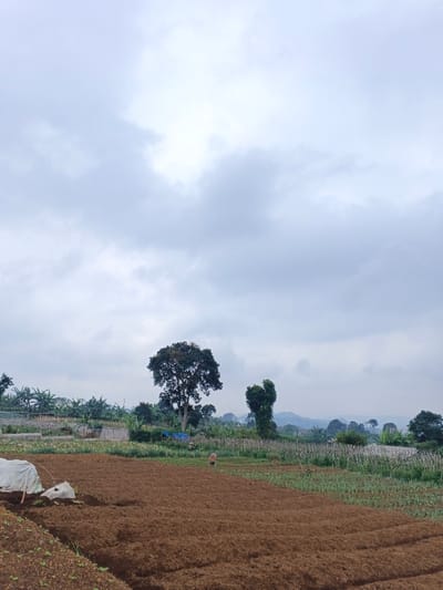 A landscape shot reveals a cultivated field of reddish-brown earth with rows of green crops. In the distance, trees punctuate the horizon under a cloudy sky. A large, leafy tree stands prominently, alongside smaller trees and vegetation. A partially covered object is in the lower-left corner. Two distant figures appear to be working in the field, adding a human element to the scene. The overall impression is one of rural activity and overcast weather.