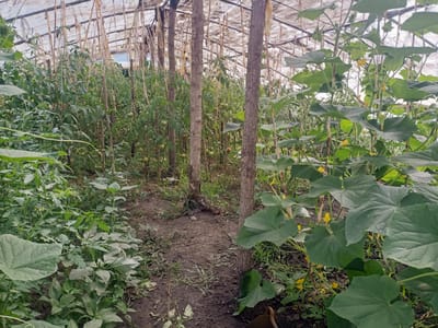 The image depicts the interior of a greenhouse located in Auly, Ukraine. The greenhouse is filled with various crops, including tomato plants with small green fruits and cucumber plants with large leaves and yellow flowers. Several wooden poles and branches are used as supports for the plants. The ground is a mixture of soil and dried plant matter. The roof of the greenhouse appears to be made of translucent plastic sheeting, allowing natural light to filter through. The scene is devoid of any people or animals.