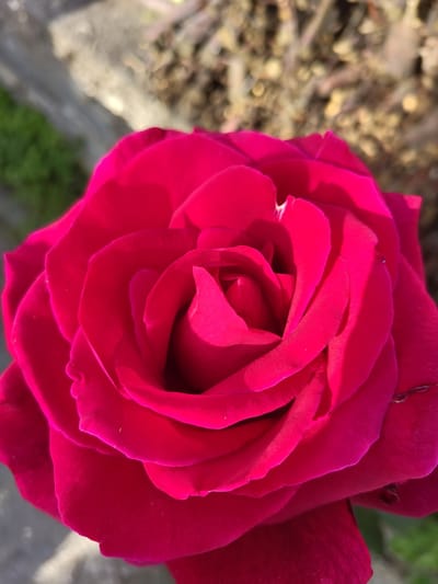 A close-up, eye-level, outdoor, natural light shot shows a vibrant, deep pink rose in full bloom. The rose is the sole subject and fills most of the frame, its petals unfurling in a spiral pattern towards the center. The background is blurred and out of focus, revealing hints of green foliage, a grey concrete path or wall, and dry, brown plant matter. The lighting creates strong shadows and highlights on the rose petals, emphasizing their velvety texture and delicate curves. There are no people or animals present, and no specific landmarks are visible to pinpoint a location within Pletena, Bulgaria. The overall impression is one of natural beauty and tranquility.