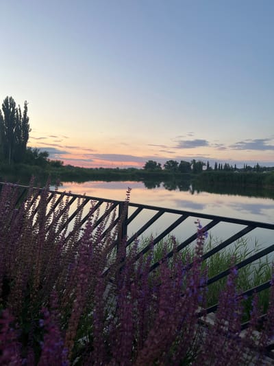 The image captures a serene sunset scene over a body of water, likely a river or lake, in Kotovo, Russia. In the foreground, a dark metal fence runs diagonally across the frame, partially obscuring a dense cluster of purple wildflowers. Beyond the fence, tall reeds and lush green vegetation line the water's edge. The calm water perfectly mirrors the pastel hues of the sky, which transition from a soft blue at the top to shades of pink, orange, and yellow closer to the horizon. Silhouettes of trees and distant structures, possibly buildings and wind turbines, are visible along the opposite bank. The overall impression is one of tranquility and natural beauty at dusk. There are no people or animals visible in the image.