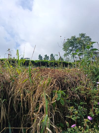 The image displays an outdoor agricultural landscape, identified as being in Wenshan City, China. The lower half of the frame is occupied by an embankment covered in dense vegetation. In the immediate foreground, a thick growth of tall, predominantly dried, yellowish-brown grasses is interspersed with patches of green weeds. Towards the lower right, multiple small, five-petaled purple flowers are visible on green foliage. Elevated beyond this foreground vegetation, a horizontal strip of uniformly green, cultivated plants, indicative of a field or plantation, extends across the middle ground. Several slender, dark-colored vertical stakes are present at irregular intervals within this cultivated area. Above the cultivated strip, a line of evergreen trees with conical shapes is visible. The upper portion of the image is dominated by an expansive, overcast sky featuring large formations of grey and white clouds. No individuals, animals, or prominent man-made structures are present within the scene.
