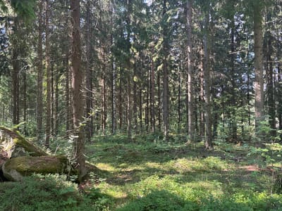 The image depicts a dense coniferous forest with tall, slender trees. The forest floor is covered in low-lying green vegetation, including moss and small bushes, with dappled sunlight filtering through the canopy. In the foreground, a large, moss-covered boulder is visible, leaning against the forest floor. The scene is located in Savonlinna, Finland. There are no people or animals visible in the image, and no actions or interactions are taking place. The environment is natural and undeveloped.