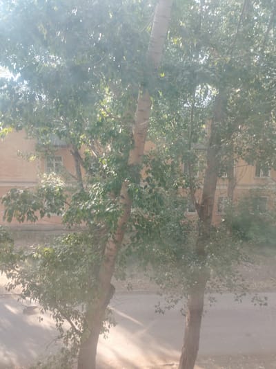 The image depicts a view through trees with lush green foliage, looking towards a building in the background. The building appears to be an apartment block, with multiple windows visible and an orange-toned facade. Sunlight filters through the leaves, creating a dappled effect on the ground below, which seems to be a paved area, possibly a street or sidewalk. The time of day appears to be daytime, with bright sunlight suggesting it's either morning or afternoon. The weather seems clear and sunny, with the light illuminating dust particles in the air, giving a hazy quality to the image. The scene evokes a sense of a typical urban or semi-urban environment in a sunny climate. There are no people or animals visible in the frame. The trees are the dominant foreground element, obscuring parts of the building and the ground. The overall impression is a peaceful, sun-drenched day in a residential area. The location cues provided indicate Kurchatov, Kazakhstan, which aligns with a continental climate that experiences sunny days. There is no visible text in the image.