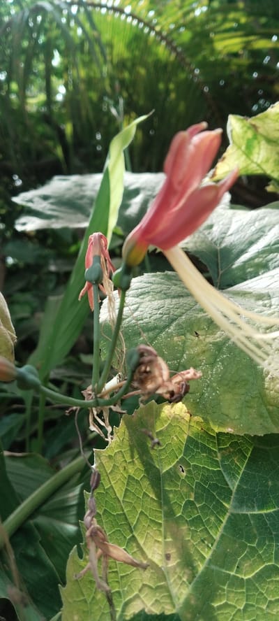 The image shows a close-up view of a red flower with long, thin white stamens, set against a backdrop of lush green foliage. The flower is partially wilted, with some dried petals hanging limply. Several green seed pods are visible on the stem, along with some dried, withered flowers. The leaves in the foreground are large and textured, with a visible network of veins. The background is blurred, suggesting a natural outdoor setting with sunlight filtering through the leaves. This image was taken in Blangjruen, Indonesia.
