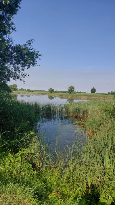 The image depicts a serene natural landscape with a calm body of water surrounded by lush green vegetation. In the foreground, to the left, a tree with green leaves casts a shadow on the water. The water's surface reflects the clear blue sky and distant trees. Reeds and tall grasses line the edges of the water, creating a sense of seclusion and tranquility. In the background, a flat horizon is visible, with a few trees scattered across the landscape. The sky is a vibrant, cloudless blue, indicating a sunny day. The overall scene suggests a peaceful, undeveloped natural area, likely a pond or marsh, located in the outskirts of Borodianka, Ukraine.