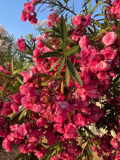 The image shows a close-up, angled view of a bush with abundant pink oleander flowers in bloom. The flowers are clustered together, with some appearing fully open and others still in bud. Many of the flowers are double-petaled, giving them a ruffled appearance. In between the pink blooms are long, narrow green leaves, characteristic of oleander. Some of the flowers are beginning to brown and wilt, suggesting a natural cycle of bloom and decay.
In the background, out of focus, there are hints of lighter colored flowers, possibly white oleander or another plant, and a structure that appears to be a light-colored fence or wall. The sky, visible in the upper left portion of the image, is a clear, bright blue, indicating a sunny day. The lighting suggests it is either early morning or late afternoon, with the sun casting a warm glow on the flowers. The overall impression is one of abundant natural beauty, with a slightly wild or untamed feel due to the density of the foliage and the presence of wilting flowers. No people or text are visible in the image. The context provided, Canet d'en Berenguer, Spain, suggests a Mediterranean climate where oleander thrives.