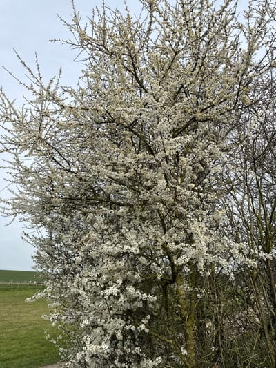 The image presents a close-up view of a large tree covered densely in small white blossoms, indicative of an early spring flowering species, possibly a blackthorn. The tree's dark, intricate branches are largely concealed by the abundance of white flowers. To the right of the main tree, a section of bare deciduous trees or shrubs with thin, dark branches is visible. The left side of the background reveals a gently undulating green grassy field. A faint line of fence posts or similar structures extends horizontally across the distant portion of the field. The sky above is uniformly overcast and light grey, suggesting diffuse lighting conditions. A narrow, unpaved path or track is partially visible along the bottom-left edge of the frame. No individuals, animals, or artificial structures other than the distant fence are present. The scene is set in a rural or semi-rural environment within Amesbury, United Kingdom.