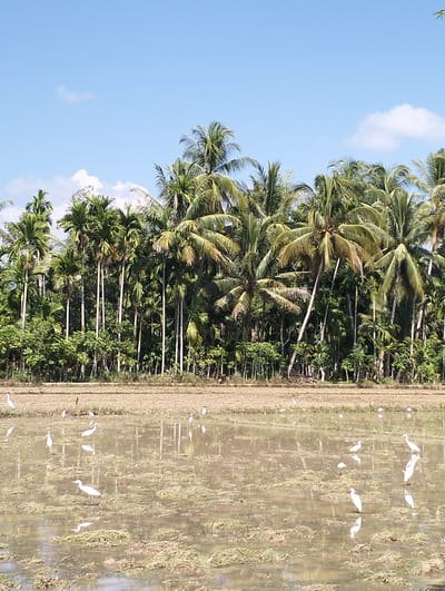 The image depicts a rural scene in Meunasahlueng, Indonesia, featuring a flooded rice paddy with several egrets. A dense line of palm trees forms the background, with a clear blue sky above. The rice paddy is partially submerged, with visible straw and patches of water reflecting the surrounding environment. The egrets are scattered throughout the paddy, some standing in the water and others on the drier sections of the field. The overall impression is one of a peaceful, natural landscape.