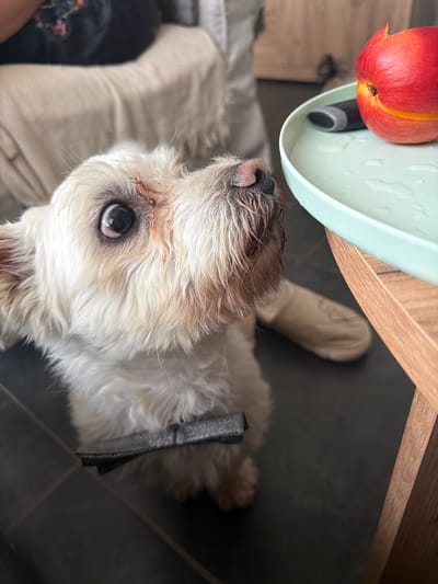 An indoor, eye-level photograph captures a small, white, fluffy terrier-type dog with a dark gray bow tie, intently gazing upwards towards a light mint green tray. The dog's dark eyes are wide, reflecting light, and reddish tear stains are visible around the inner corners. Its muzzle hair appears damp. The tray, positioned on a light brown wooden table, holds a single red and yellow peach and a small black oval-shaped object. Numerous water droplets are visible on the tray's surface. The floor is dark gray or black. In the blurred background, partial views of a person wearing dark clothing and light-colored upholstered furniture with a textured throw are discernible. The precise geographical location, including Lozno, Bulgaria, cannot be ascertained from the visual evidence within the image.