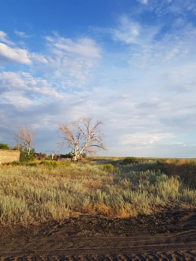 The image depicts an outdoor scene in the village of Dölen, Kazakhstan, under a partly cloudy blue sky. The foreground features dark, disturbed soil with tire tracks, suggesting it is a dirt road or path. Beyond this, a field of tall, dry grass stretches out, with some areas of lighter green vegetation. Two bare, spindly trees stand in the middle ground, with the larger one on the right having a distinctly skeletal appearance. To the left of the trees, a weathered stone structure with a green door is visible, adjacent to a rustic wooden fence and gate. In the distance, the landscape appears flat and open, with a faint horizon line and a few distant structures or poles. The overall impression is one of a rural, somewhat unkempt environment, possibly at dawn or dusk given the lighting.