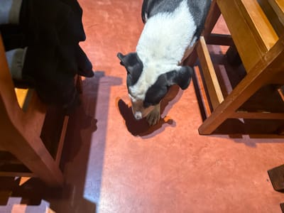 A high-angle shot shows a section of terracotta flooring in a dim interior, perhaps a residence in Chipilo, Mexico, given the city name provided. Light casts shadows from above. The scene includes parts of two wooden chairs or stools with visible rungs, one on the left and another on the right. Dominating the center is a dog with short, black and white fur. The dog is facing away from the camera, looking upward and to the left. An object or person is present on the right; it appears to be black fabric with a white detail.