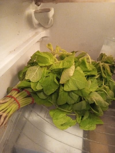 Inside what appears to be a domestic refrigerator compartment, a substantial quantity of fresh green leafy vegetables is prominently displayed. The vegetables, identifiable by their broad, primarily green leaves with some areas of lighter green or yellowish discoloration, are bundled at their light-colored stems using multiple red elastic bands. At least three distinct bundles are visible. The entire mass of greens rests upon a transparent, horizontally ridged shelf. The white interior walls of the appliance are visible in the background and foreground, exhibiting a textured surface and minor dark specks consistent with use. No individuals, discernible actions, or interactions are present within the frame. The reported location of this scene is the city of B. Nam Ngao, Laos.
