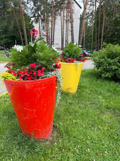 Two large, brightly colored planters, one yellow and one red, are placed on a grassy area next to a paved path. The planters are filled with a vibrant assortment of flowers and greenery, including red begonias, white cosmos, and feathery green plants. The red planter is in the foreground, and the yellow planter is positioned behind and to its left. In the background, tall pine trees line a white building, suggesting an outdoor setting in a built-up area with natural elements. Cars are visible parked behind the trees. The grass appears well-maintained, with some small white flowers interspersed. The lighting suggests it is daytime, likely overcast given the lack of strong shadows. No people are visible in the frame. The overall scene is one of decorative landscaping.