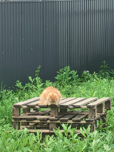 In Pogorelki, Russia, an orange cat with closed eyes is resting on a wooden pallet. The pallet is situated in an outdoor environment with lush green foliage surrounding it. Behind the pallet and the cat, a dark gray, corrugated metal fence runs horizontally across the background. The fence appears to be weathered, with some light-colored marks visible on its surface. The overall scene depicts a moment of rest for the feline amidst a natural outdoor setting juxtaposed with a man-made structure.