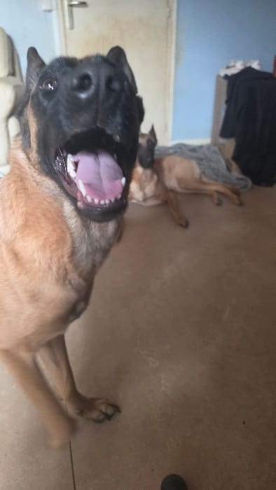 The image depicts an indoor residential setting in Magny-les-Hameaux, France. The primary subject is a Belgian Malinois dog, predominantly tan with black facial markings, positioned in the foreground and facing the viewer. The dog's mouth is wide open, revealing its tongue and teeth, indicative of panting or an animated expression. Its front paws are visible on the light brown, possibly tiled or concrete, floor. In the background, a second Belgian Malinois, similarly colored, is observed lying down, partially covered by a gray fabric, out of focus. The background includes a light-colored door with a silver handle on the left, and a light blue wall section to the right of the door. A light-colored upholstered furniture piece is partially visible on the far left. On the far right, a dark cabinet or furniture item is present, draped with dark clothing. A small, dark, spherical object lies on the floor in the lower right foreground. The overall lighting is consistent with an interior environment.