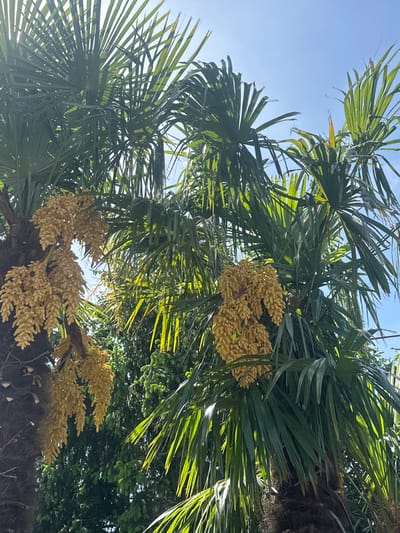 View looking up into a palm tree, likely in Gittana, Italy, based on the image context. The tree has large, fan-shaped green leaves and is bearing bunches of small, pale-yellow flowers or fruits. The sky is blue and sunny. Other greenery is visible in the background, possibly another tree or bushes. No people are visible.